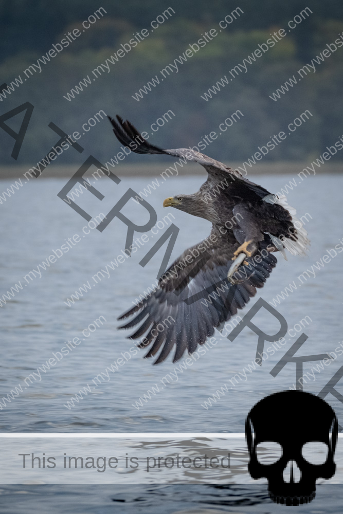 Seeadler