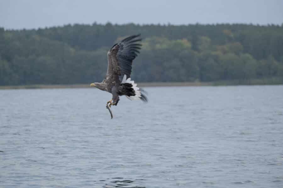 Seeadler