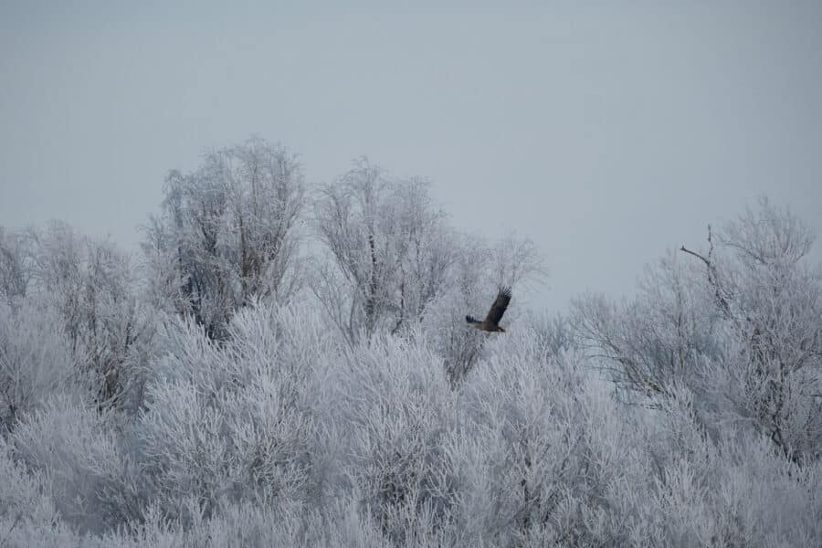 Seeadler