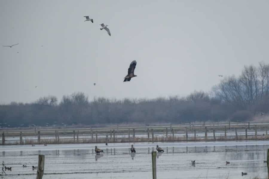 Seeadler