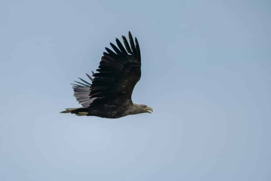 Seeadler