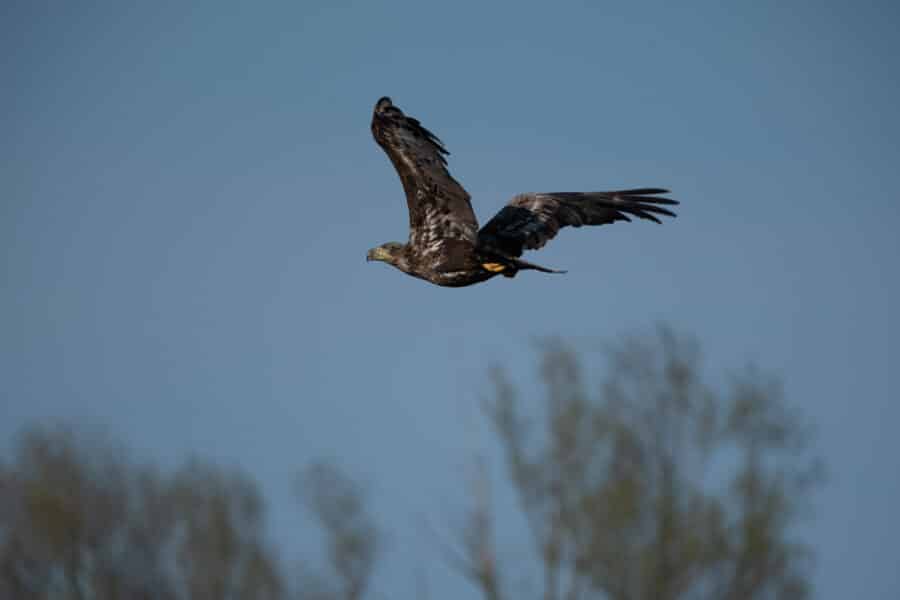 Seeadler
