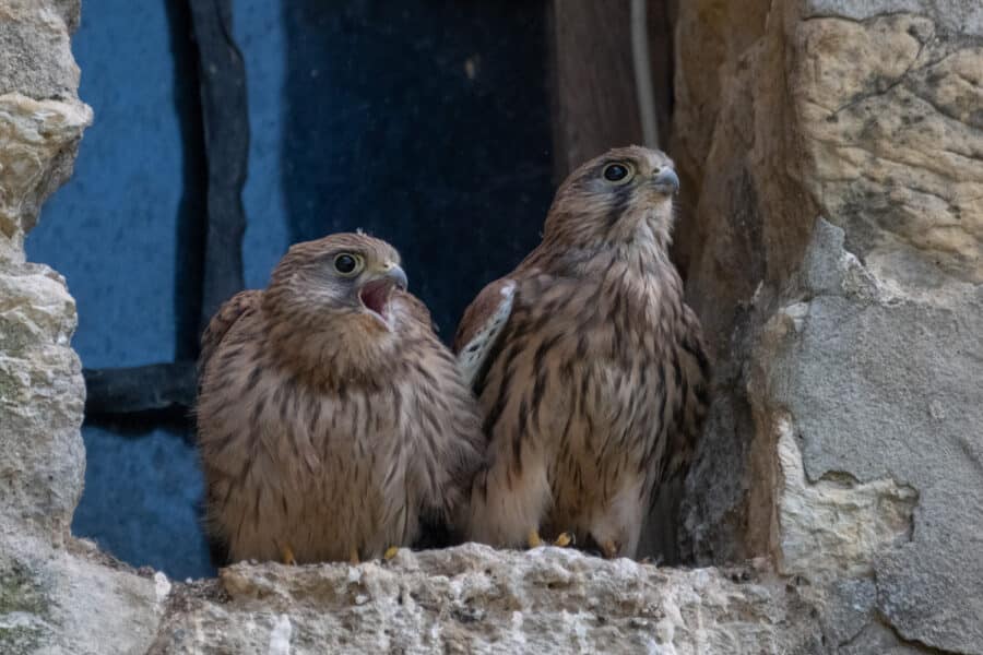 Turmfalke (Falco tinnunculus)