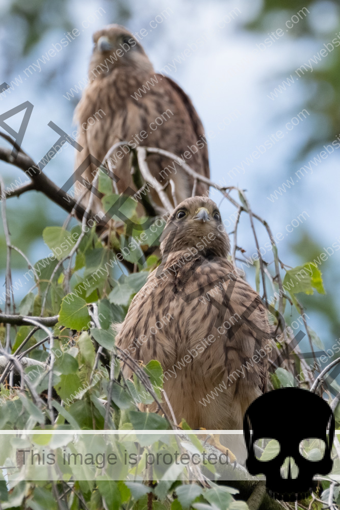 Turmfalke (Falco tinnunculus)