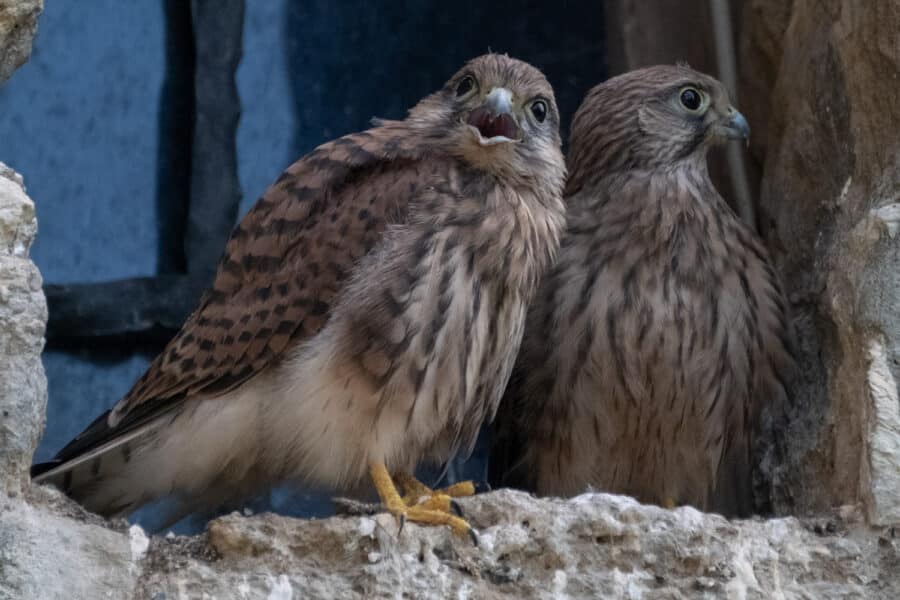 Turmfalke (Falco tinnunculus)
