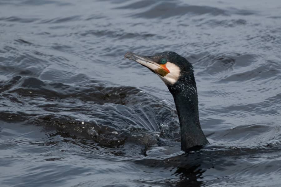 Kormoran