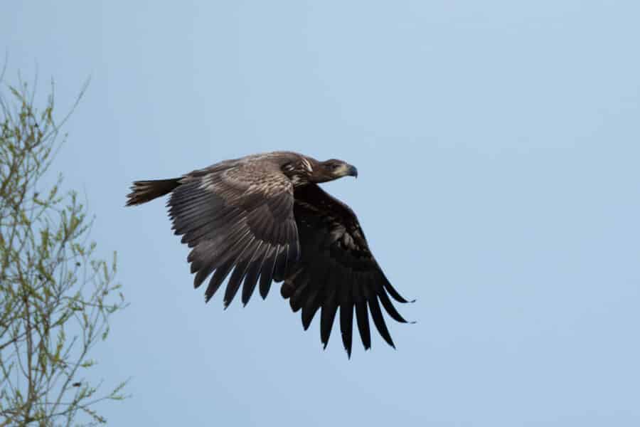 Seeadler