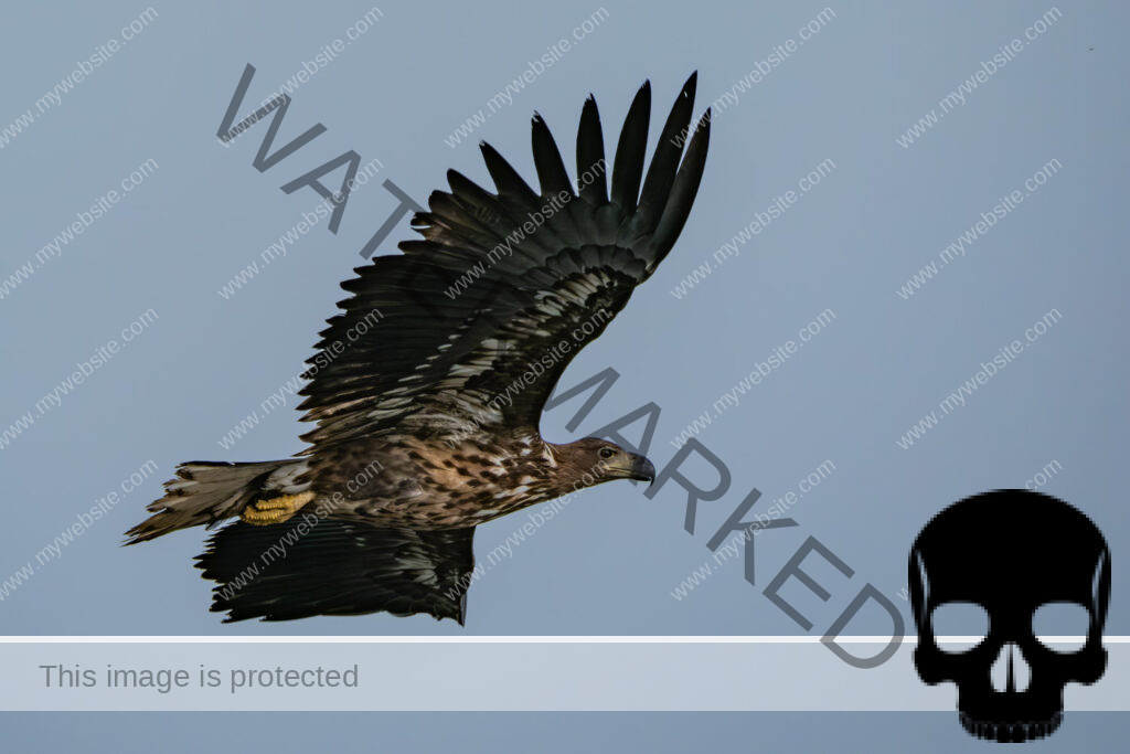 Seeadler