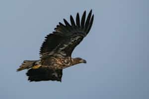Seeadler