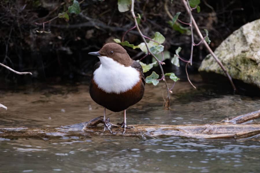 Wasseramsel