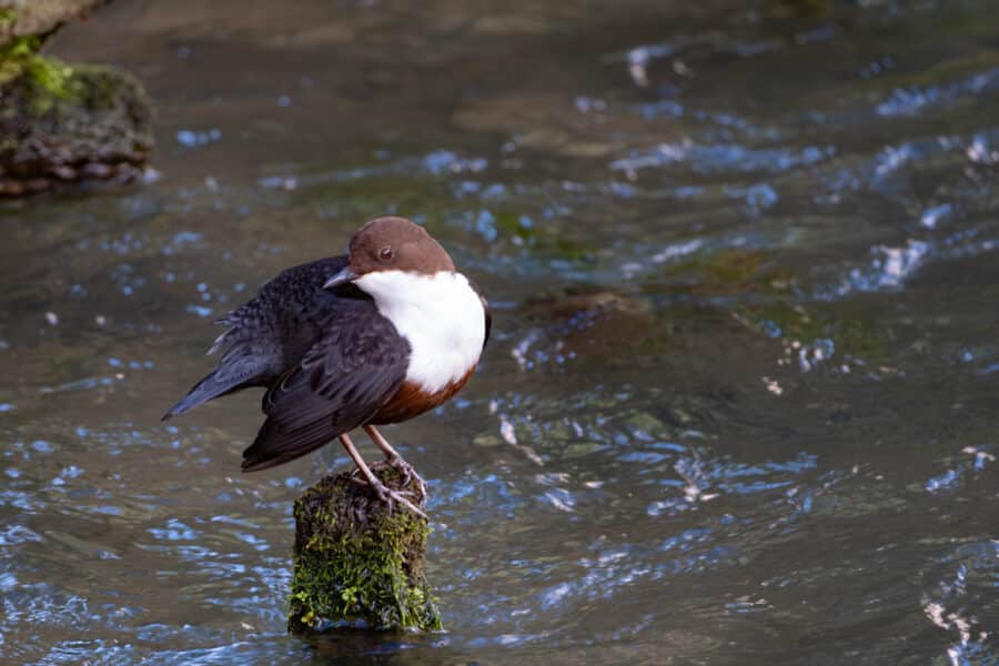 Wasseramsel