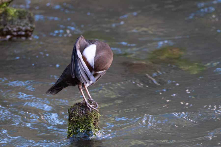 Wasseramsel