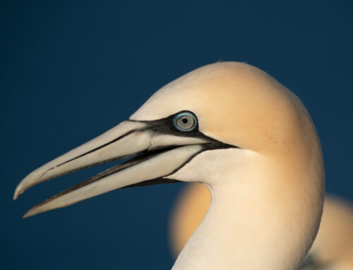 Helgoland