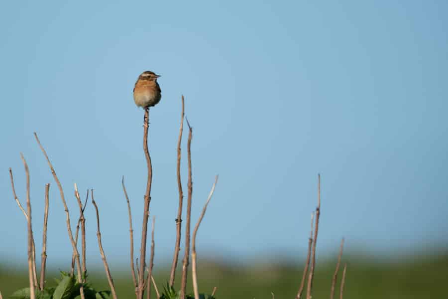 Braunkehlchen