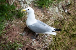 Dreizehenmöwe