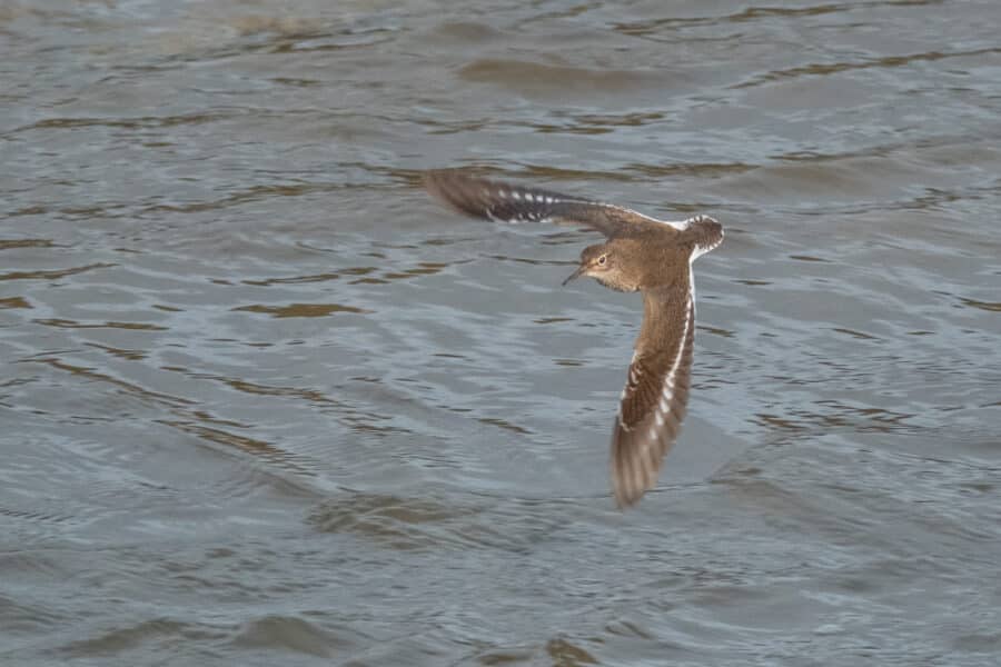 Flussuferläufer