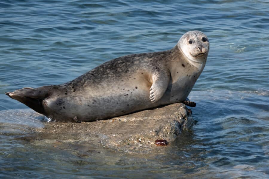 Kegelrobbe