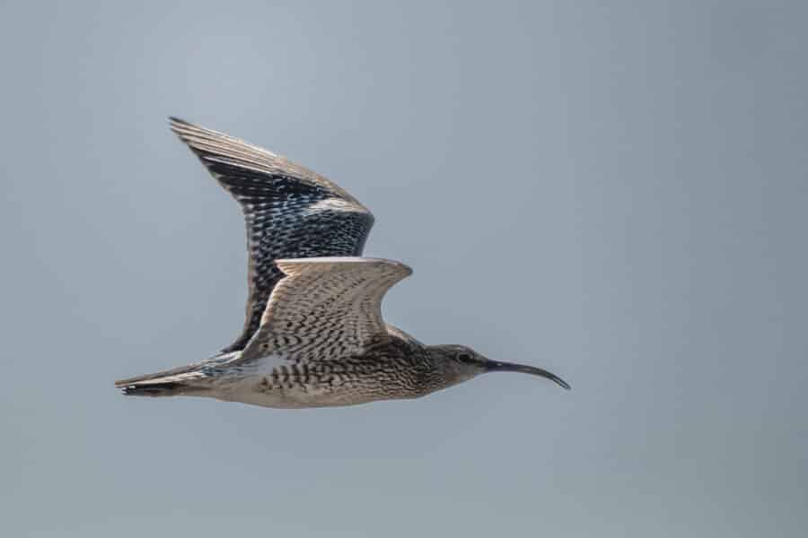 Regenbrachvogel