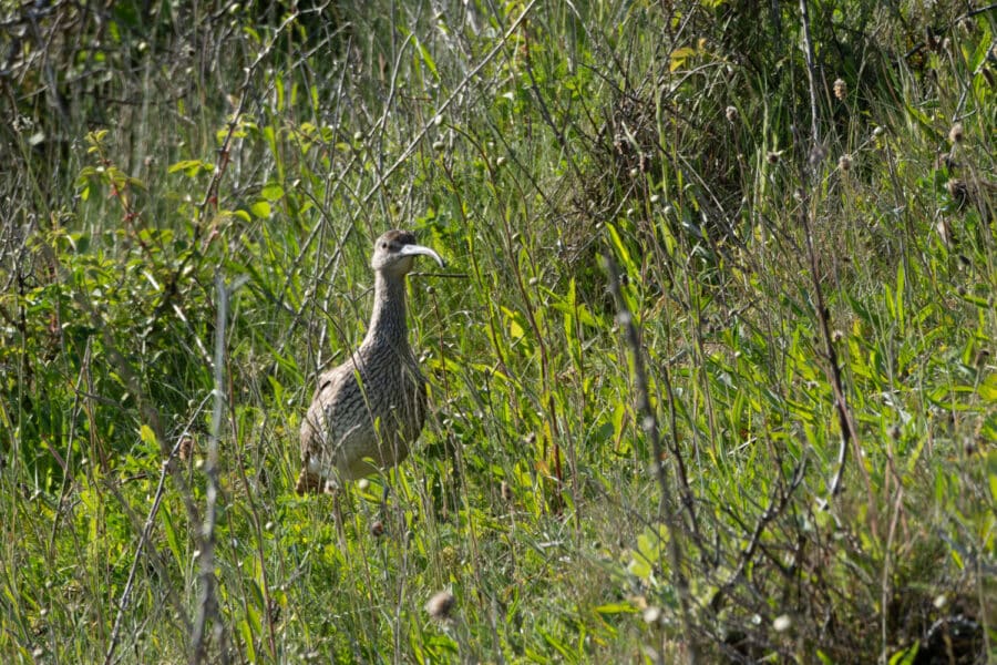 Regenbrachvogel