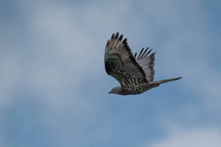 Wespenbussard