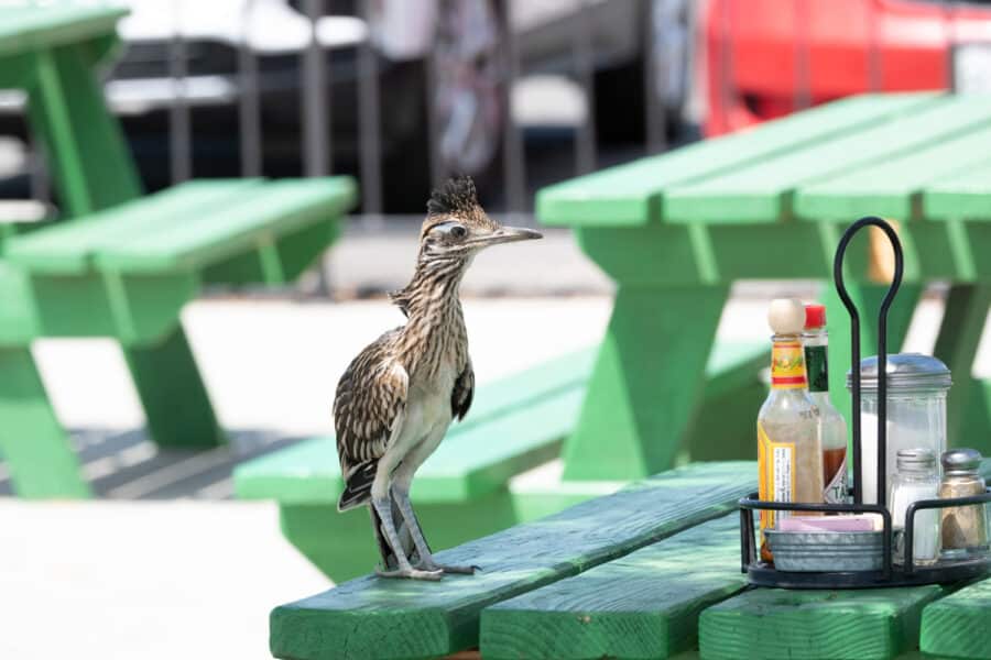 Greater Roadrunner