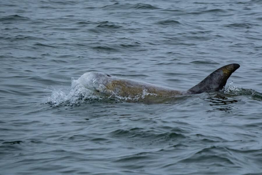 Rundkopfdelfin