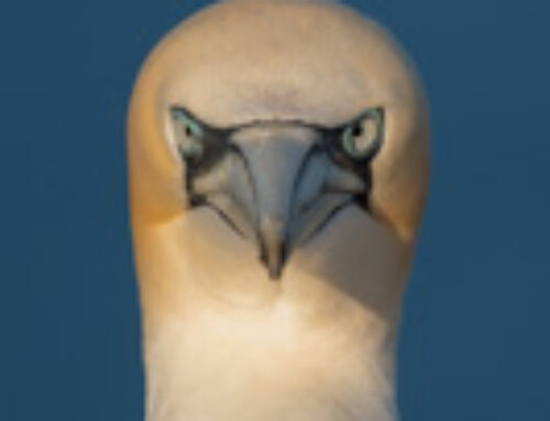 Helgoland