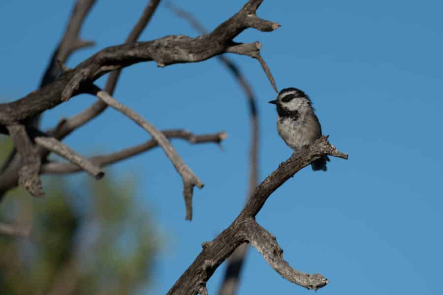 Mountain Chickadee