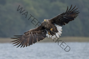 Actionfotos an der Feldberger Seenlandschaft