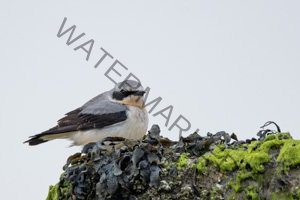 Wangerooge