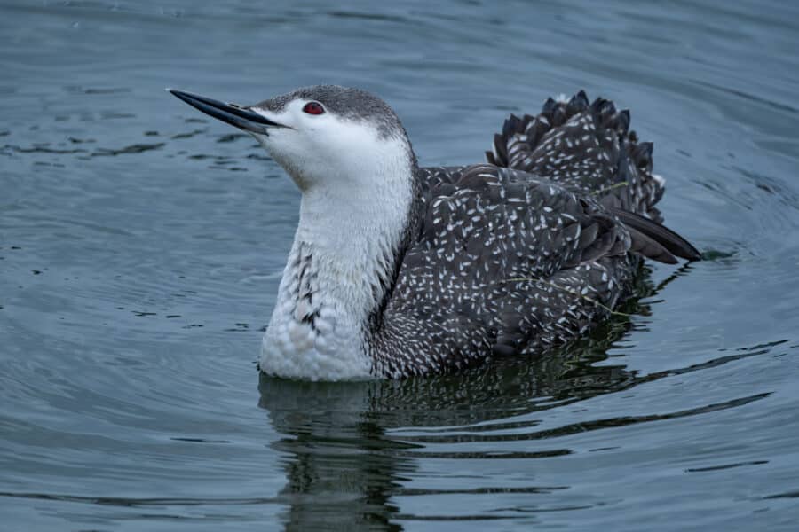 Sterntaucher