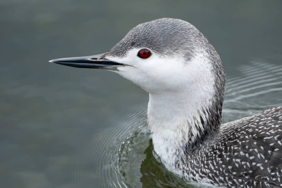 Sterntaucher