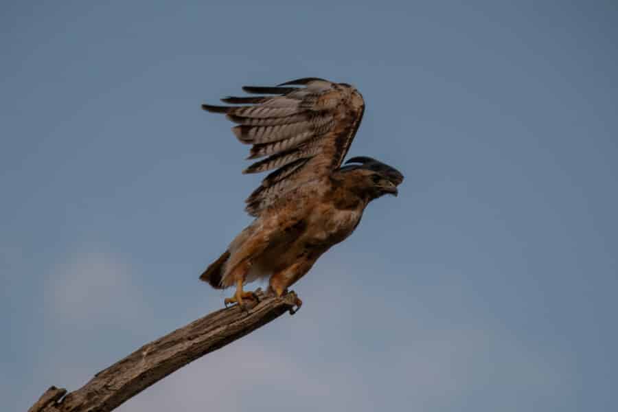 Swainson‘s Hawk