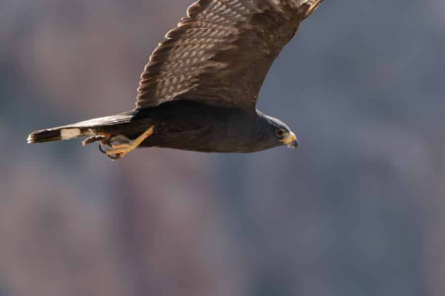 Zone-tailed Hawk