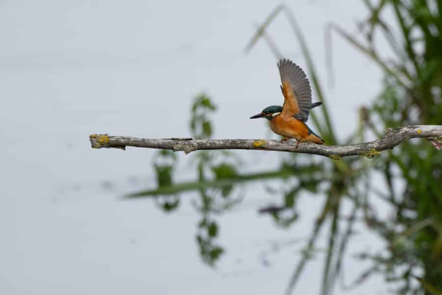 Eisvogel