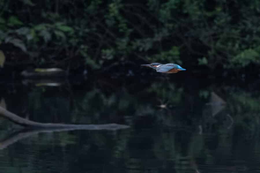 Eisvogel