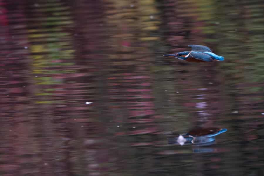 Eisvogel