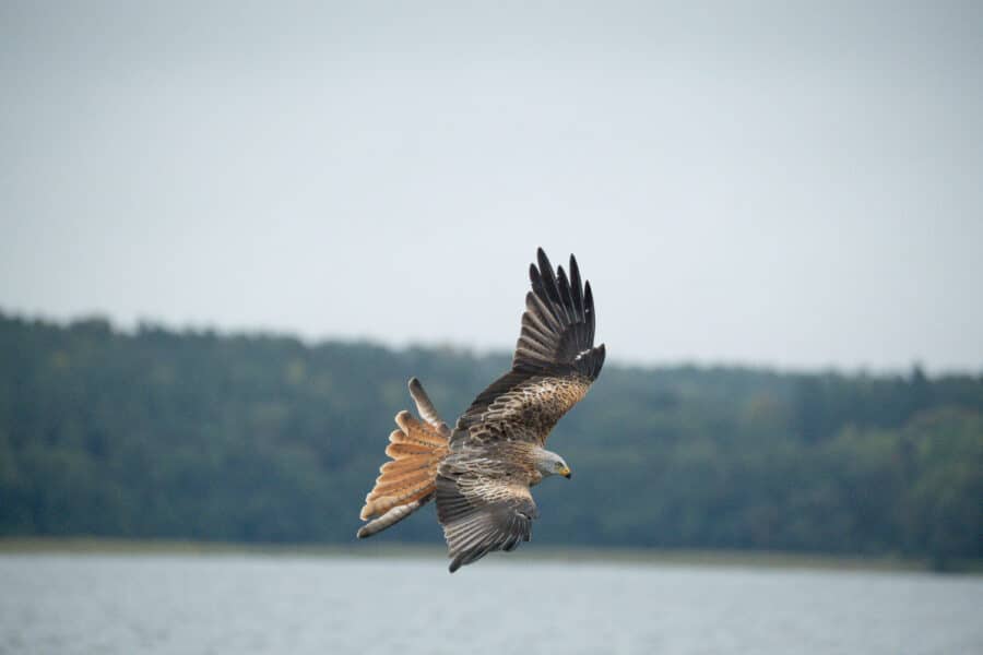 Rotmilan (Milvus milvus)