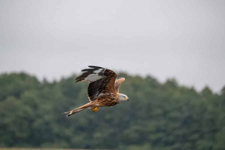 Rotmilan (Milvus milvus)
