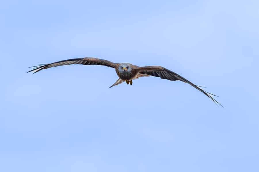 Rotmilan (Milvus milvus)