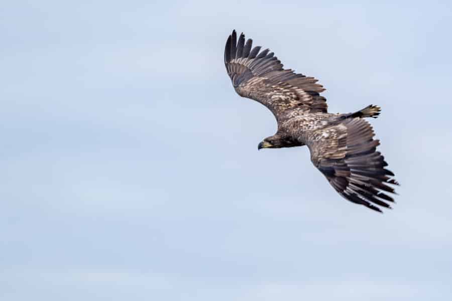 Seeadler