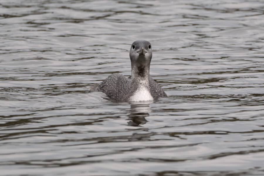 Sterntaucher
