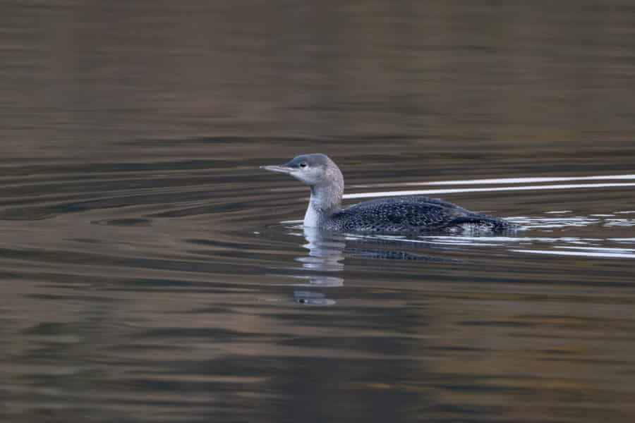 Sterntaucher