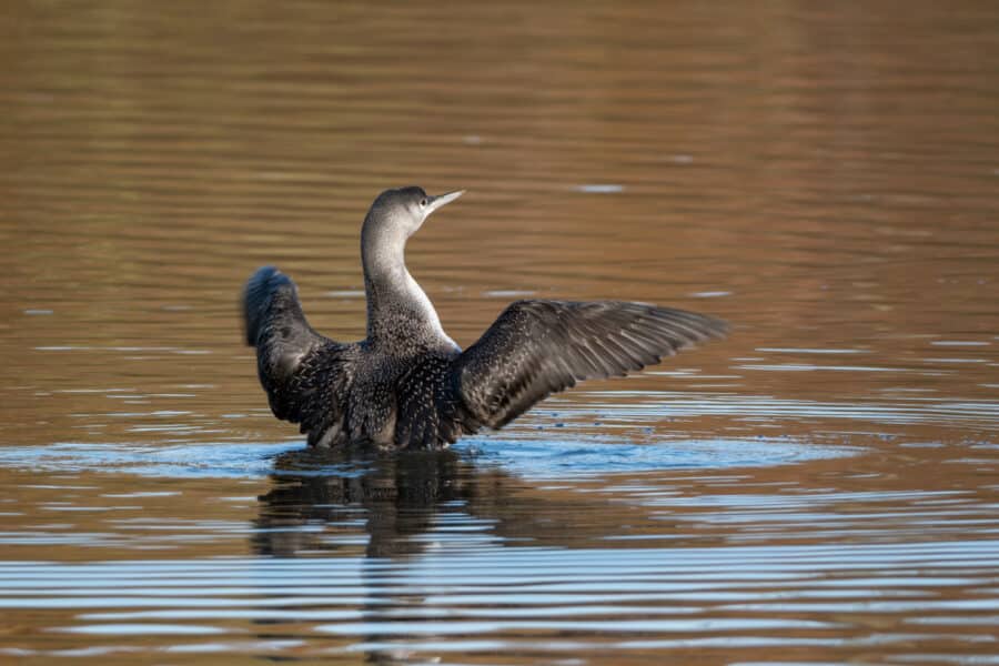 Sterntaucher