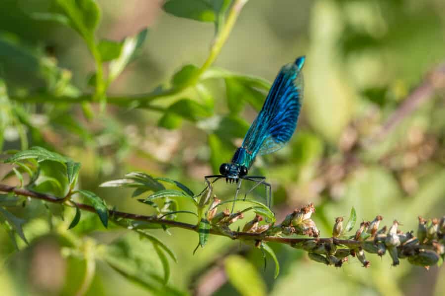 Gebänderte Prachtlibelle