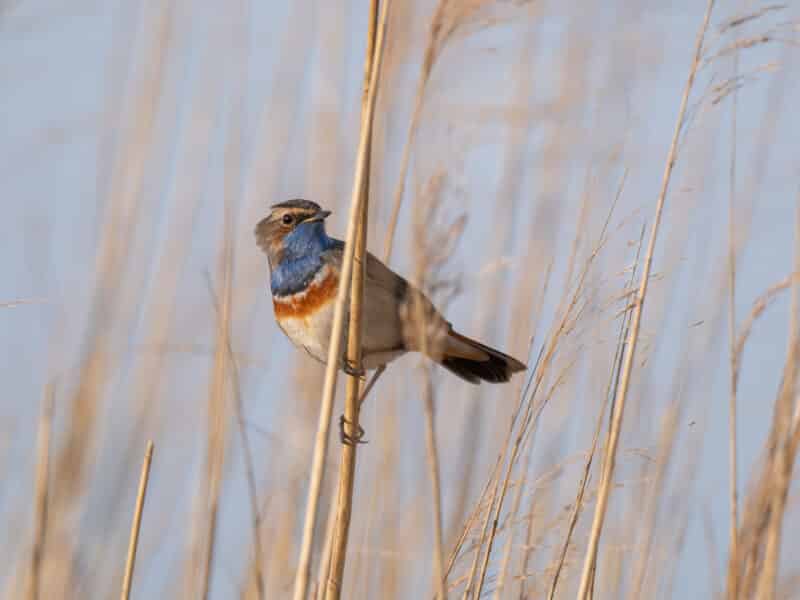 Blaukehlchen