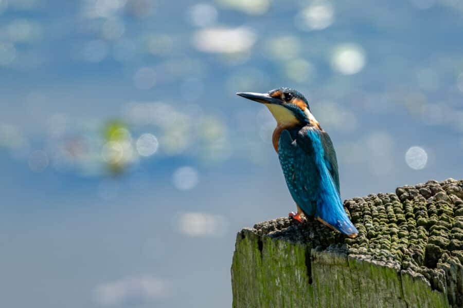 Eisvogel