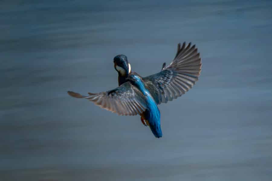 Eisvogel