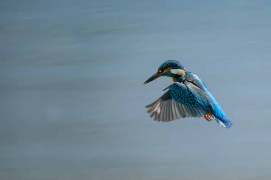 Eisvogel