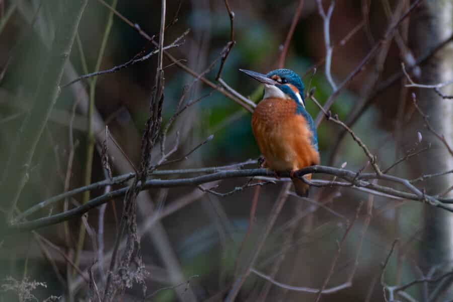 Eisvogel